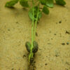 Curry Leaf Tree (Murraya koenigii) packet of 5 seeds, organic (USA ONLY) - Image 11