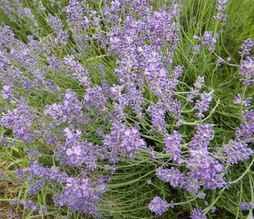Lavender, Czech (Lavandula angustifolia krajova ) potted plant, organic