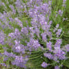 Lavender, Czech (Lavandula angustifolia krajova), packet of 50 seeds, organic - Image 2