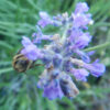 Lavender, Czech (Lavandula angustifolia krajova), packet of 50 seeds, organic - Image 4