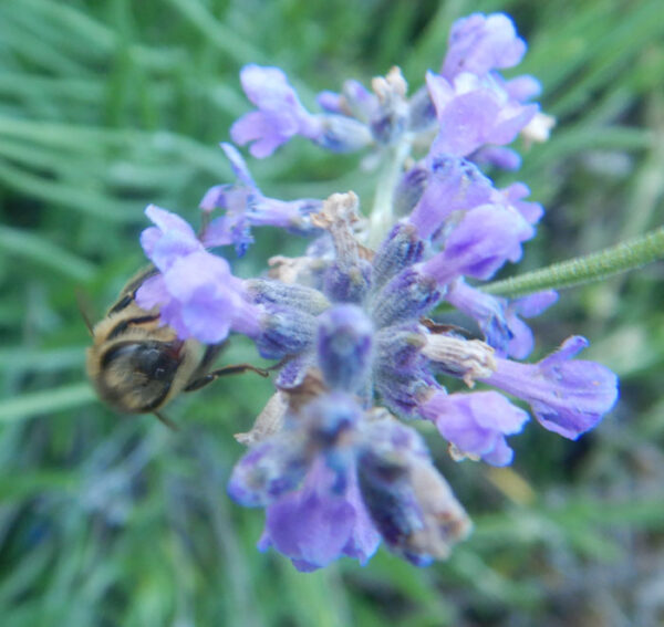 Lavender, Czech (Lavandula angustifolia krajova), packet of 50 seeds, organic - Image 4