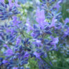 Lavender, Czech (Lavandula angustifolia krajova), packet of 50 seeds, organic