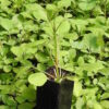 Sage, Dan-shen miltiorrhiza (Salvia miltiorrhiza) potted plant, Organic