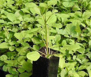Sage, Dan-shen miltiorrhiza (Salvia miltiorrhiza) potted plant, Organic