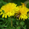 Dandelion, Wild (Taraxacum officinale) potted plant, Organic - Image 7