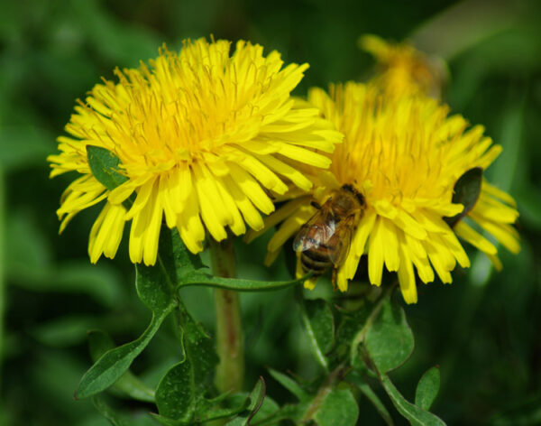 Dandelion, Wild (Taraxacum officinale) seeds, organic