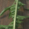 Dandelion, Wild (Taraxacum officinale) potted plant, Organic - Image 3
