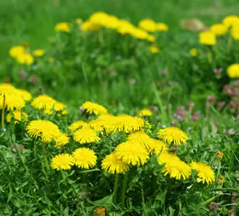 Dandelion, Wild (Taraxacum officinale) seeds, organic - Image 5