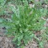 Dandelion, Wild (Taraxacum officinale) potted plant, Organic - Image 5