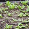 Dandelion, Wild (Taraxacum officinale) seeds, organic - Image 2