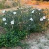Datura, Moonflower (Datura inoxia) seeds, organic - Image 7