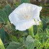 Datura, Moonflower (Datura inoxia) potted plant, organic - Image 2