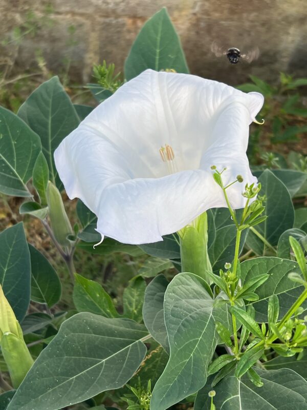 Datura, Moonflower (Datura inoxia) potted plant, organic - Image 2