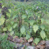 Datura, Mranaha (Datura fastuosa), packet of 10 seeds, Organic - Image 3