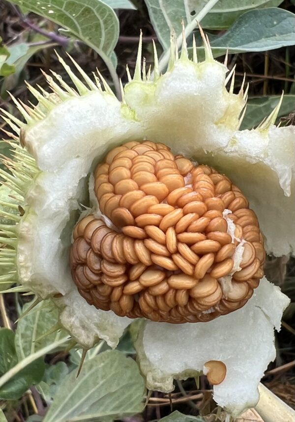 Datura, Moonflower (Datura inoxia) seeds, organic - Image 8