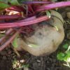 Beet, Detroit Dark Red (Beta vulgaris) seeds, organic - Image 4