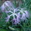 Dianthus, Fringed Pink (Dianthus superbus), potted plant, organic