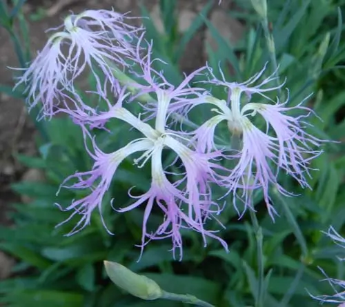 Dianthus, Fringed Pink (Dianthus superbus), potted plant, organic