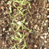Dill, Bouquet (Anethum graveolens) seeds, organic - Image 2