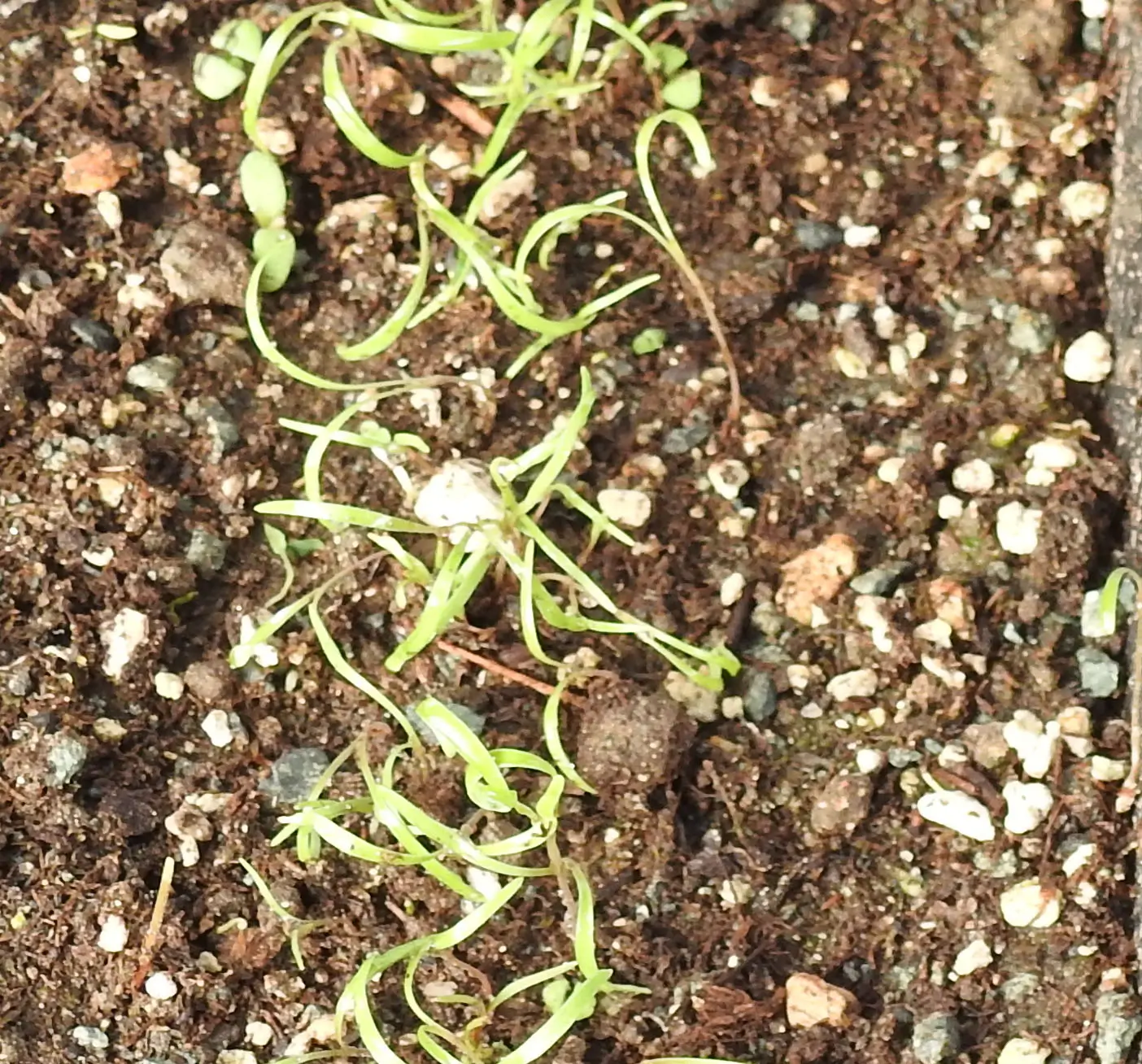 Dill, Bouquet (Anethum graveolens) seeds, organic - Image 2