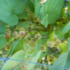 Wild Yam, American Live Root (Dioscorea quaternata), organic - Image 3