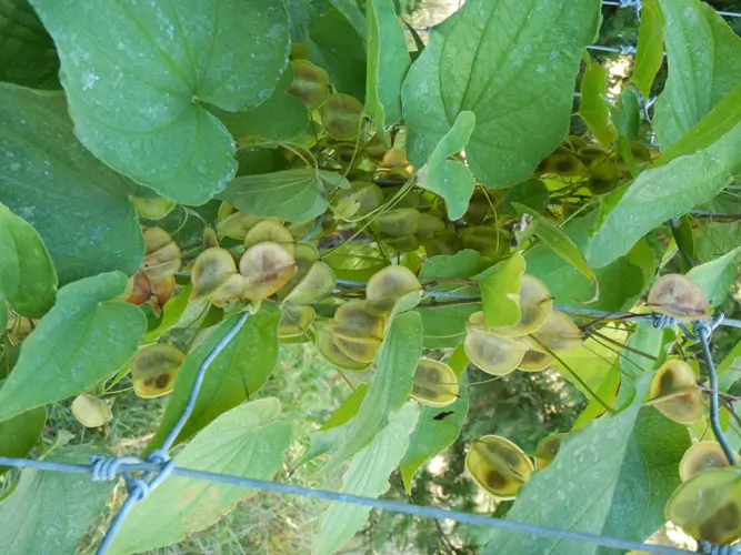Wild Yam, American--Four-Leaf Yam (Dioscorea quaternata) potted plant, organic - Image 4