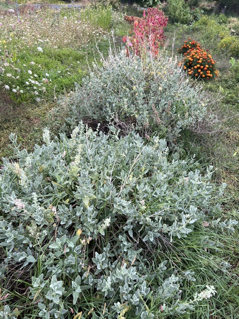Sage, Dominican (Salvia dominica), packet of 10 seeds, organic - Image 6