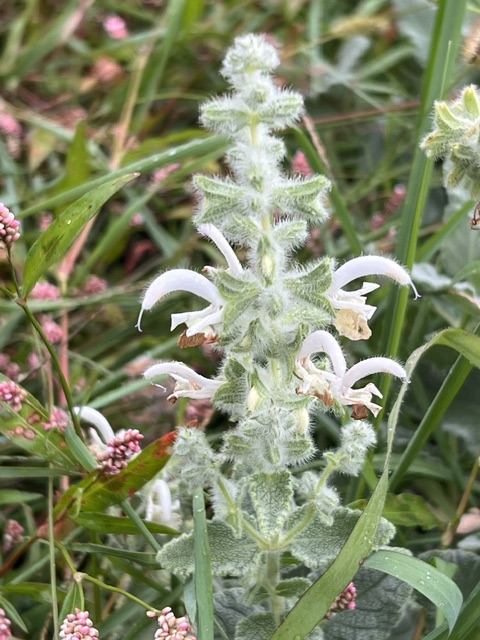 Sage, Dominican (Salvia dominica), packet of 10 seeds, organic - Image 8