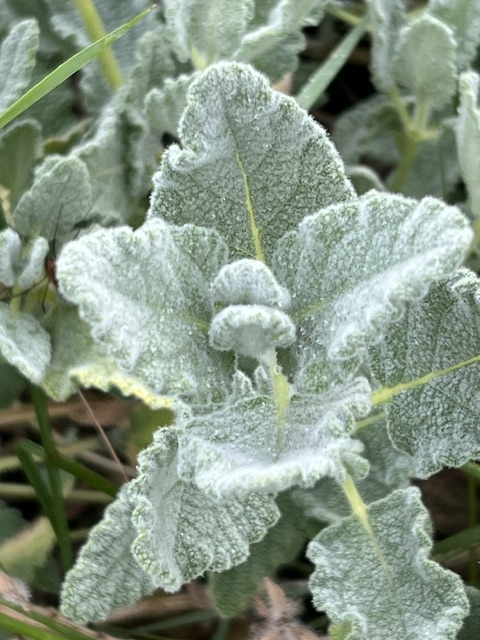 Sage, Dominican (Salvia dominica), packet of 10 seeds, organic - Image 7