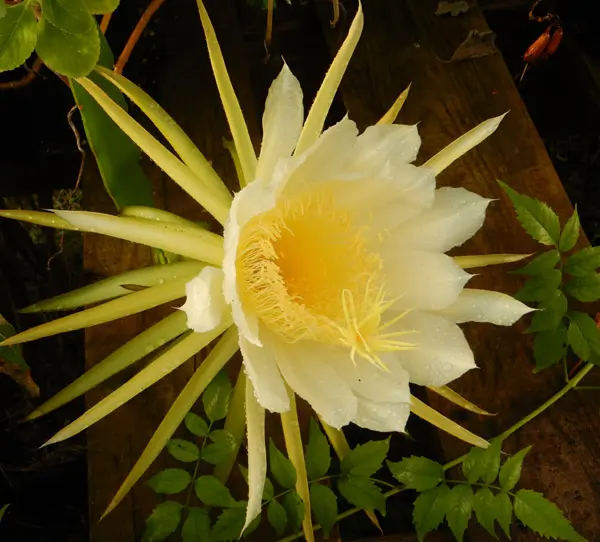 Dragon Fruit, yellow-fruited (Hylocereus undatus) plant in a 5-inch-deep pot, organic - Image 2