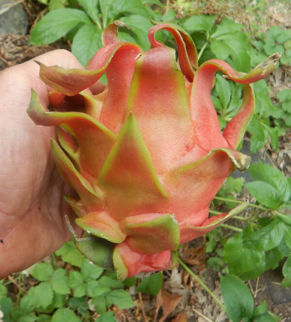 Dragon Fruit, red-fruited,  (Hylocereus undatus) plant in a 9 inch pot, organic - Image 5