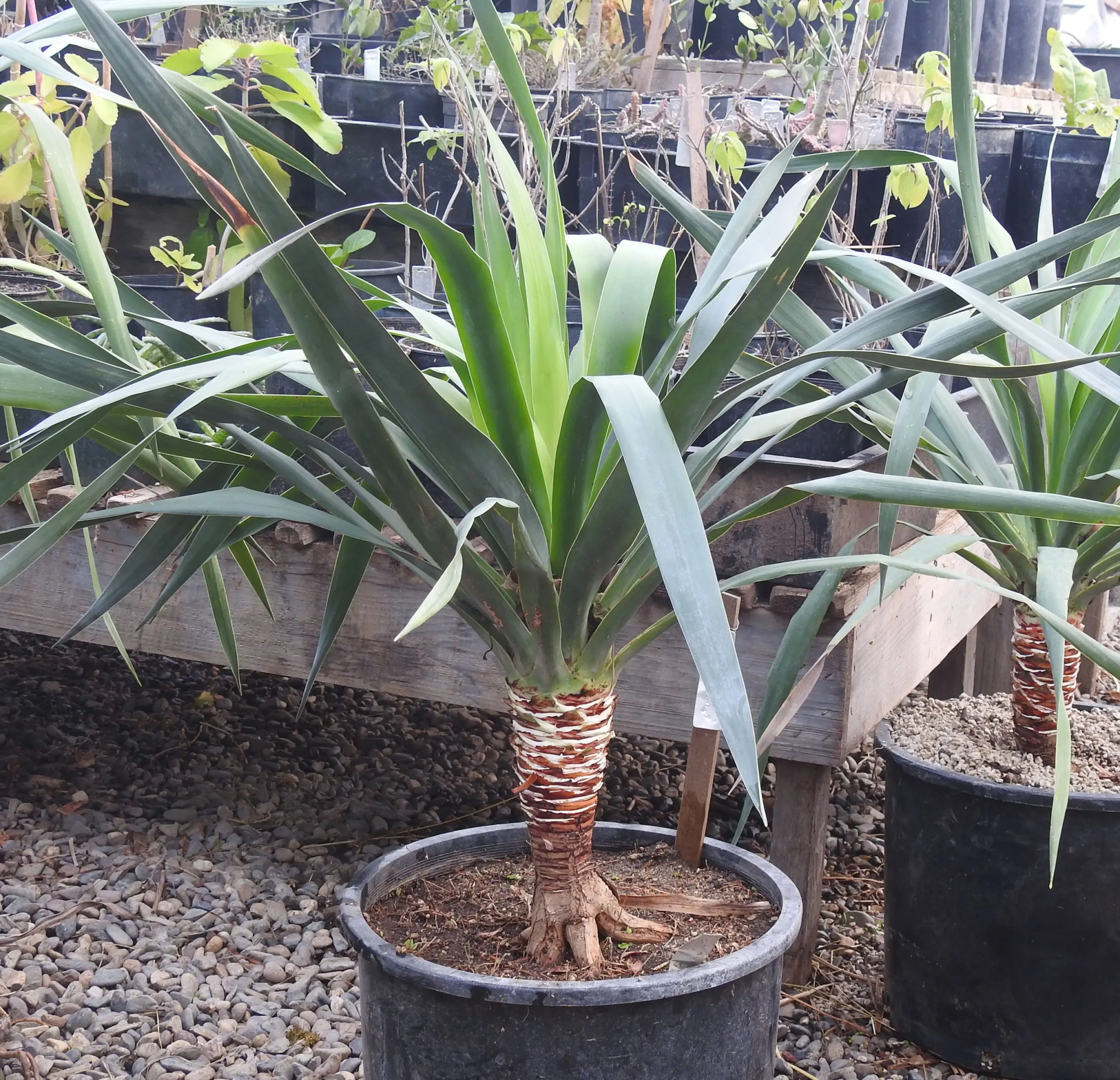 Dragon Tree (Dracaena draco) packet of 10 seeds - Image 2