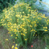 Chamomile, Dyer's (Anthemis tinctoria) seeds, organic - Image 4