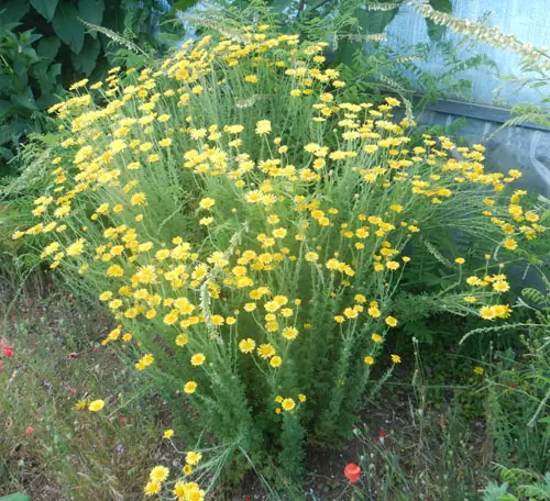 Chamomile, Dyer's (Anthemis tinctoria) seeds, organic - Image 4