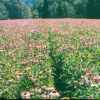 Echinacea purpurea seeds, organic - Image 11