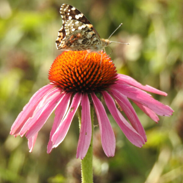 Butterfly Lover's Seed Collection (8 seed packets): Aromatic Aster, Cardinal Flower, Echinacea purpurea, Gayfeather, Common Milkweed, Showy Milkweed, Mexican Sunflower, Red Valerian - Image 2