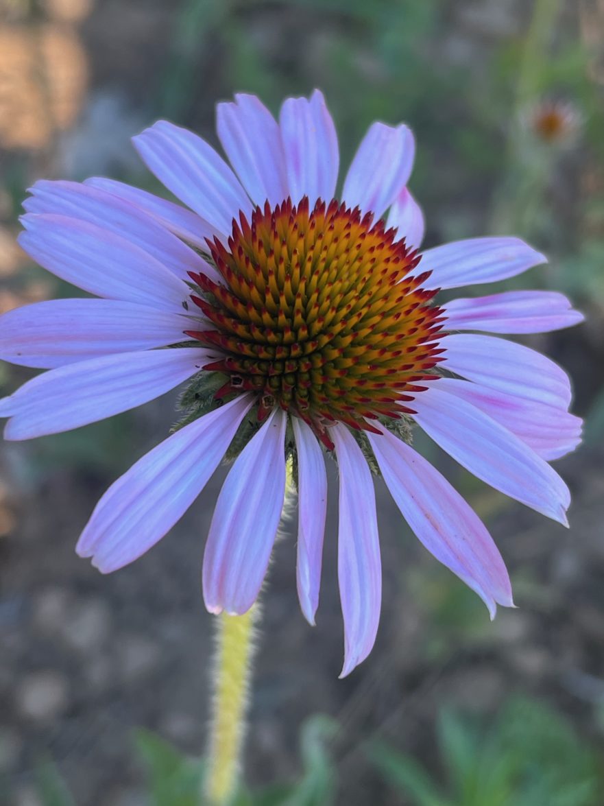 Echinacea angustifolia seeds, organic