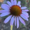 Echinacea angustifolia seeds, organic