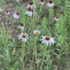 Echinacea angustifolia seeds, organic - Image 10
