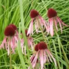 Echinacea pallida potted plant, organic - Image 3