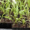 Echinacea pallida potted plant, organic - Image 2