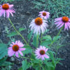 Echinacea purpurea seeds, organic - Image 3
