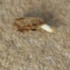 Echinacea purpurea seeds, organic - Image 4