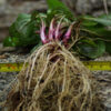 Echinacea purpurea seeds, organic - Image 5