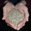 Echinacea purpurea seeds, organic - Image 6