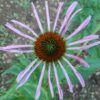 Echinacea purpurea seeds, organic - Image 7