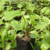 Echinacea purpurea potted plant, organic - Image 2