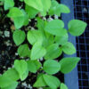 Echinacea purpurea seeds, organic - Image 8