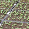 Echinacea purpurea seeds, organic - Image 2
