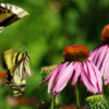 Echinacea purpurea seeds, organic - Image 9
